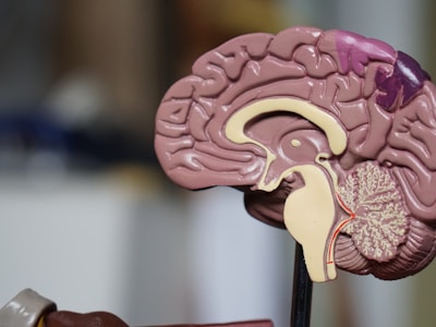 Anatomical brain model